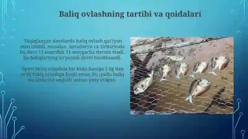O'zbekiston suv havzalarida ovlanadigan baliqlar 4