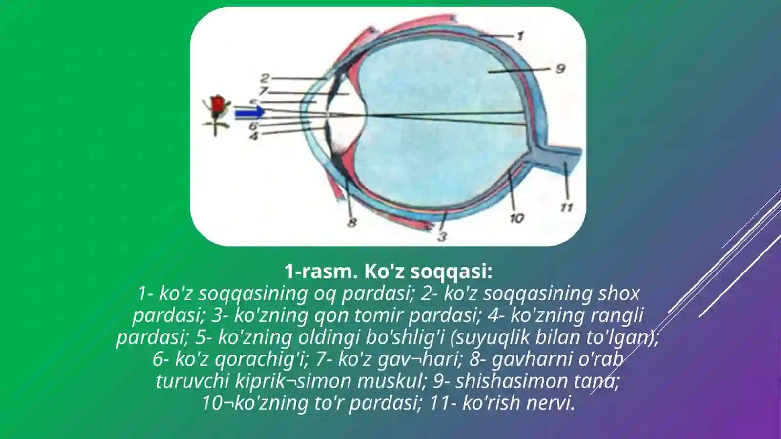 KO`ZNING TUZILISHI VA FUNKSIYALARI 4