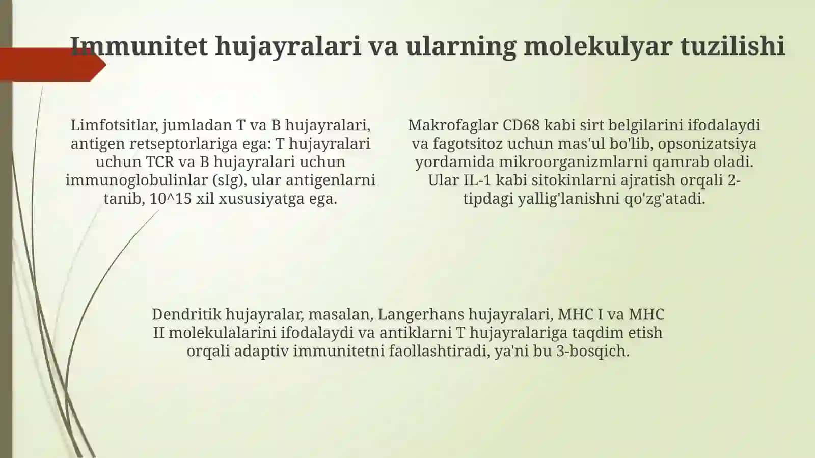 Immun himoya reaksiyalarining morfologik asoslari 4