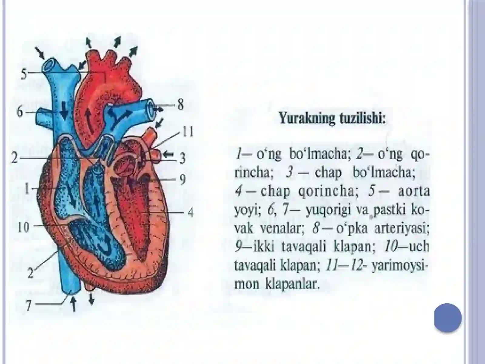YURAK SISTEMASI,QON BILAN TAMINLANISHI,QON AYLANISH DOIRALARI,YOSHGA QARAB O’ZGARISHI,NERVLAR BILAN TAMINLANISHI 4