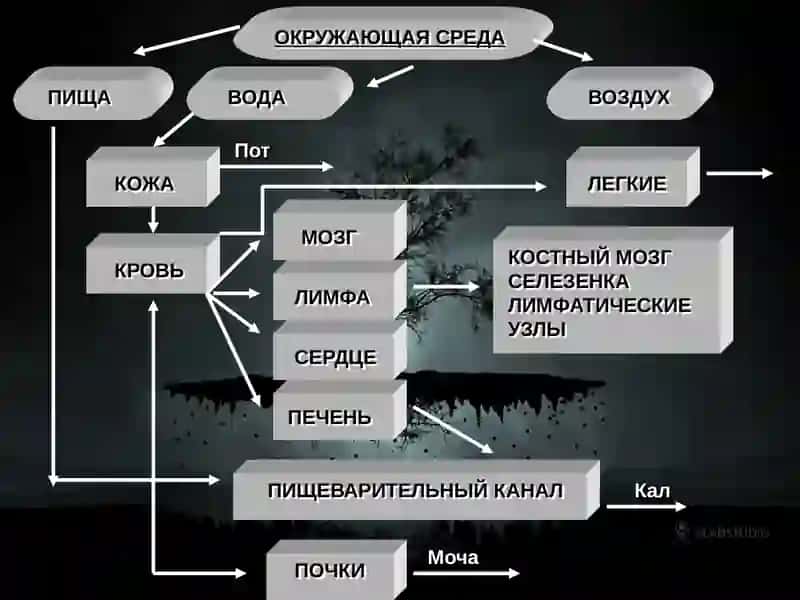 Отравления неорганической ртутью 4