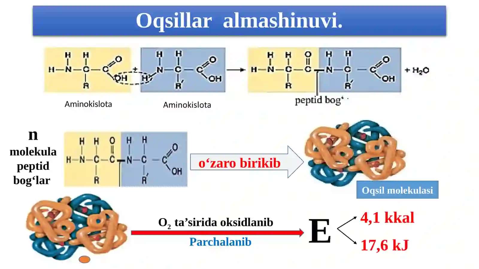 Oqsillar, yog‘lar va  karbonsuvlar almashinuvi 4