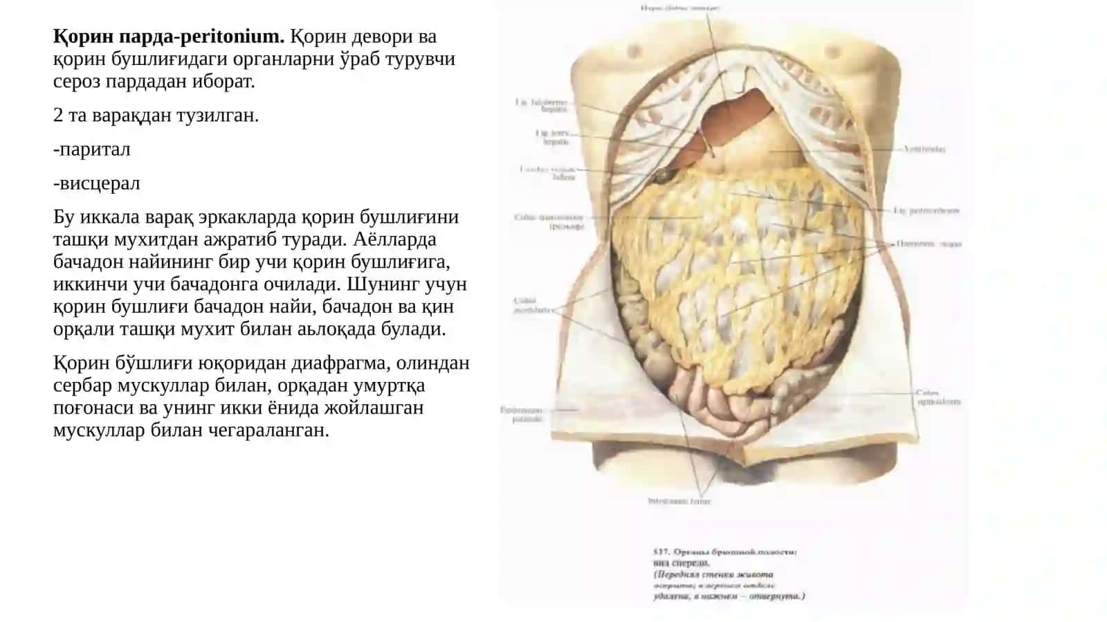 Qorinparda-peritonium 4