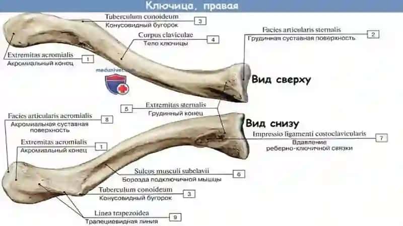 TIBBIY FUNDAMENTAL FANLAR KAFEDRASI 4