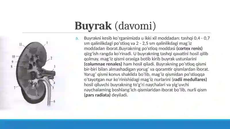 Siydik-tanosila'zolarining funksional vayoshlianatomiyasi 4