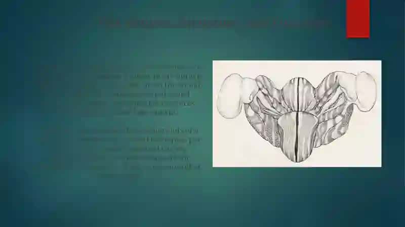 Divisions and Structures of the Nervous System 4