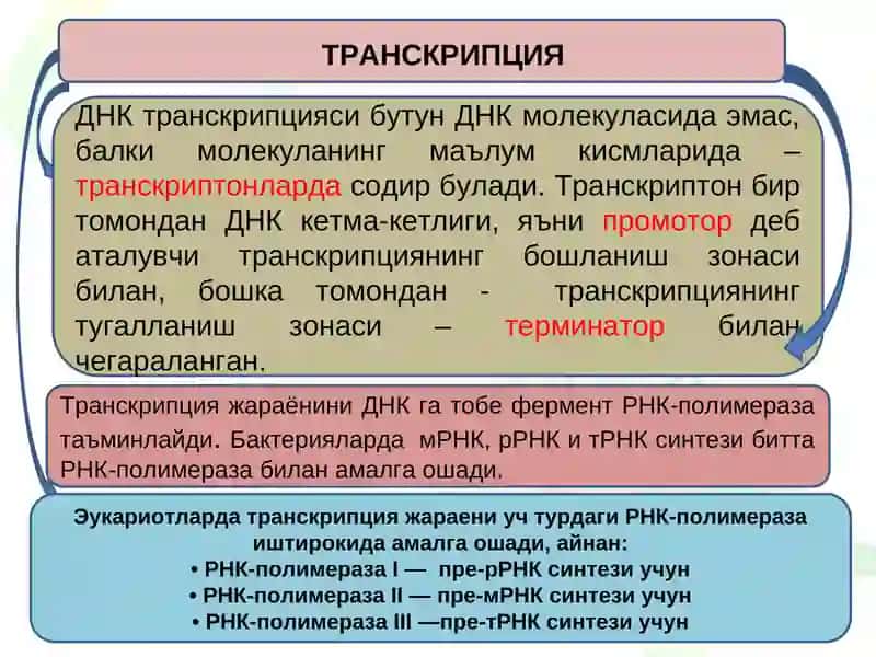 Транскрипция ва трансляция 4