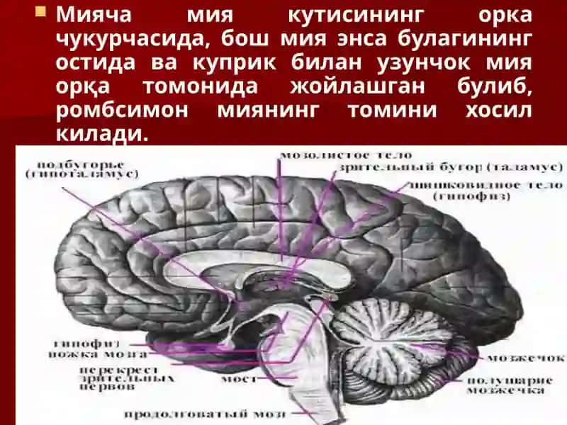 Мияча ва экстрапирамида йулларининг тузилиши, клиник  анатомияси, гистологияси ва физиологияси,  жарохатланиш белгилари 4