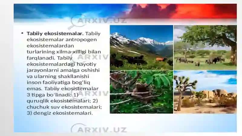 Ekosistema, biom, biotsenoz 4