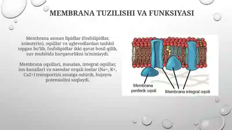 Membrana shikastlanishining ta'rifi va turlari 4