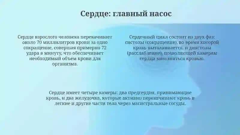 Система кровообращения 4