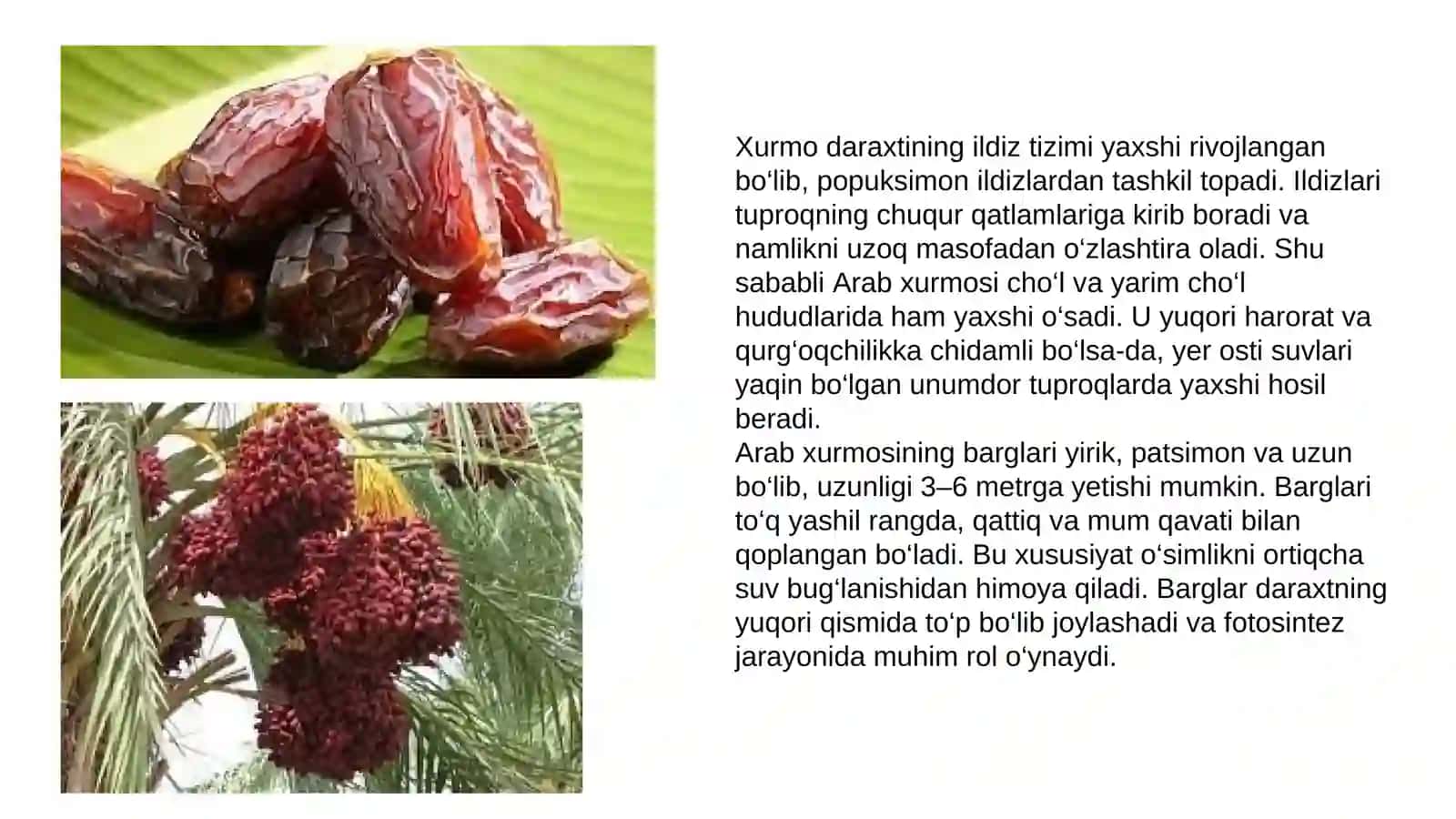 Arab xurmosini quritish texnalogiyasi 4