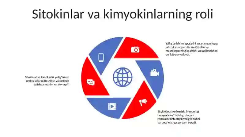 Yaliglanish Reaksiyasi Paytida Hujayralarning Ozaro Tasiri 4