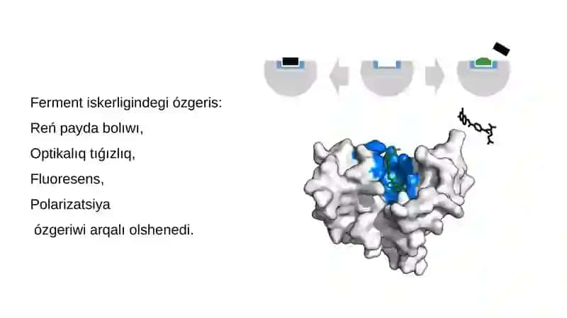 Immunoenzim analiz 4