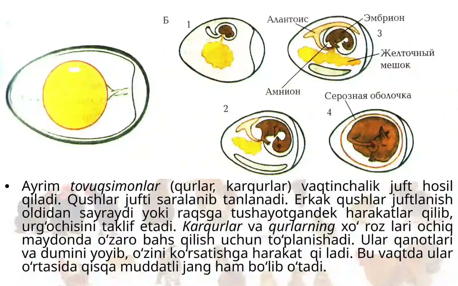 Qushlarning ko‘payishi, rivojlanishi va kelib chiqishi 4