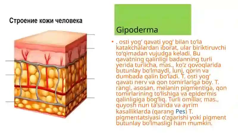 Teri Regeneratsiyasi va Transplantatsiyasi 4