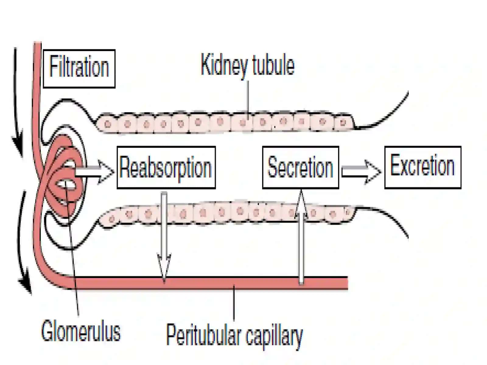 Oʻsish modeli Mechanism of urine formation 4