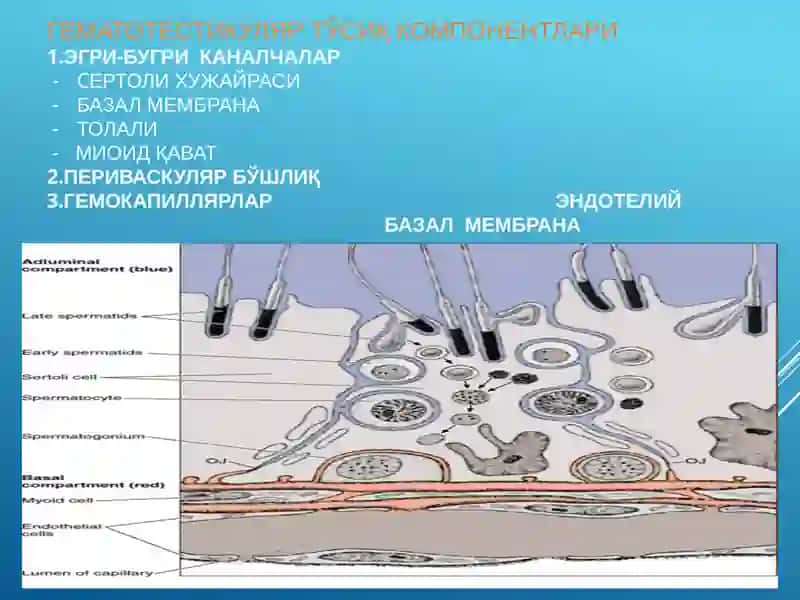 Эркаклар жинсий системаси 4