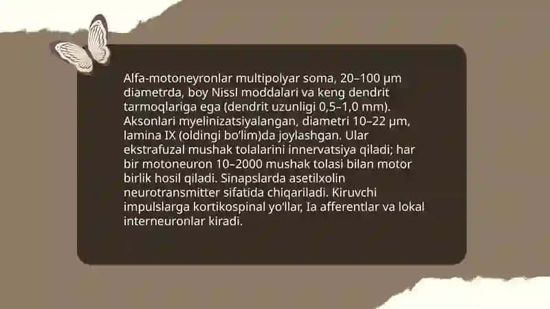 Orqa miyaning harakatlantiruvchi neyronlar turlari va ularning morfofunksional xususiyatlari 4