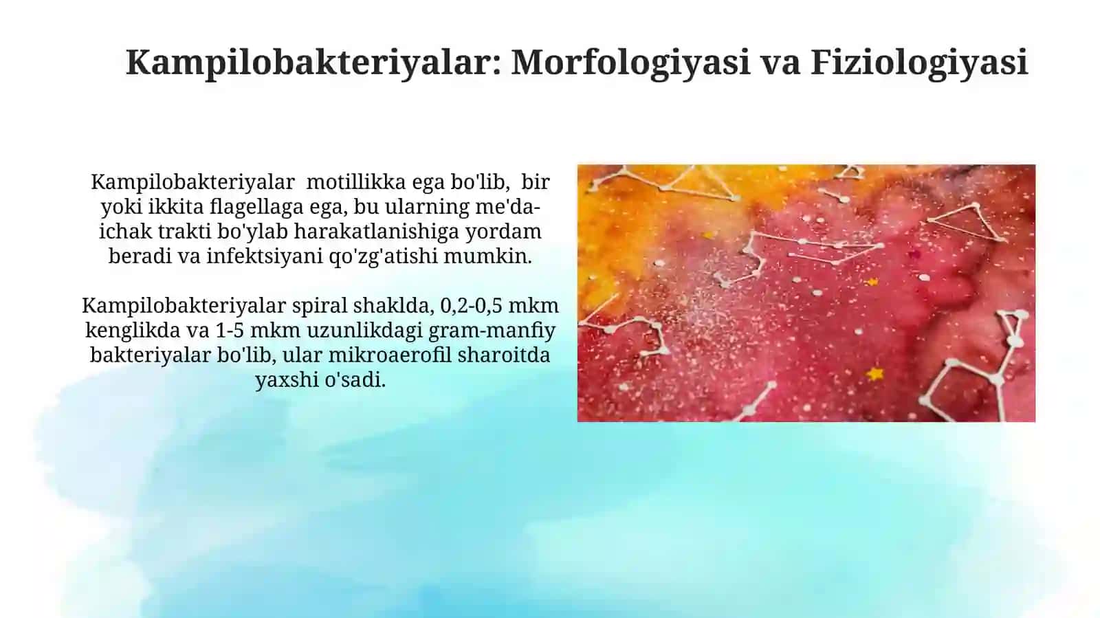Kampilobakteriyalar, helikobakteriyalar va ularning amaliyotdagi ahamiyati 4
