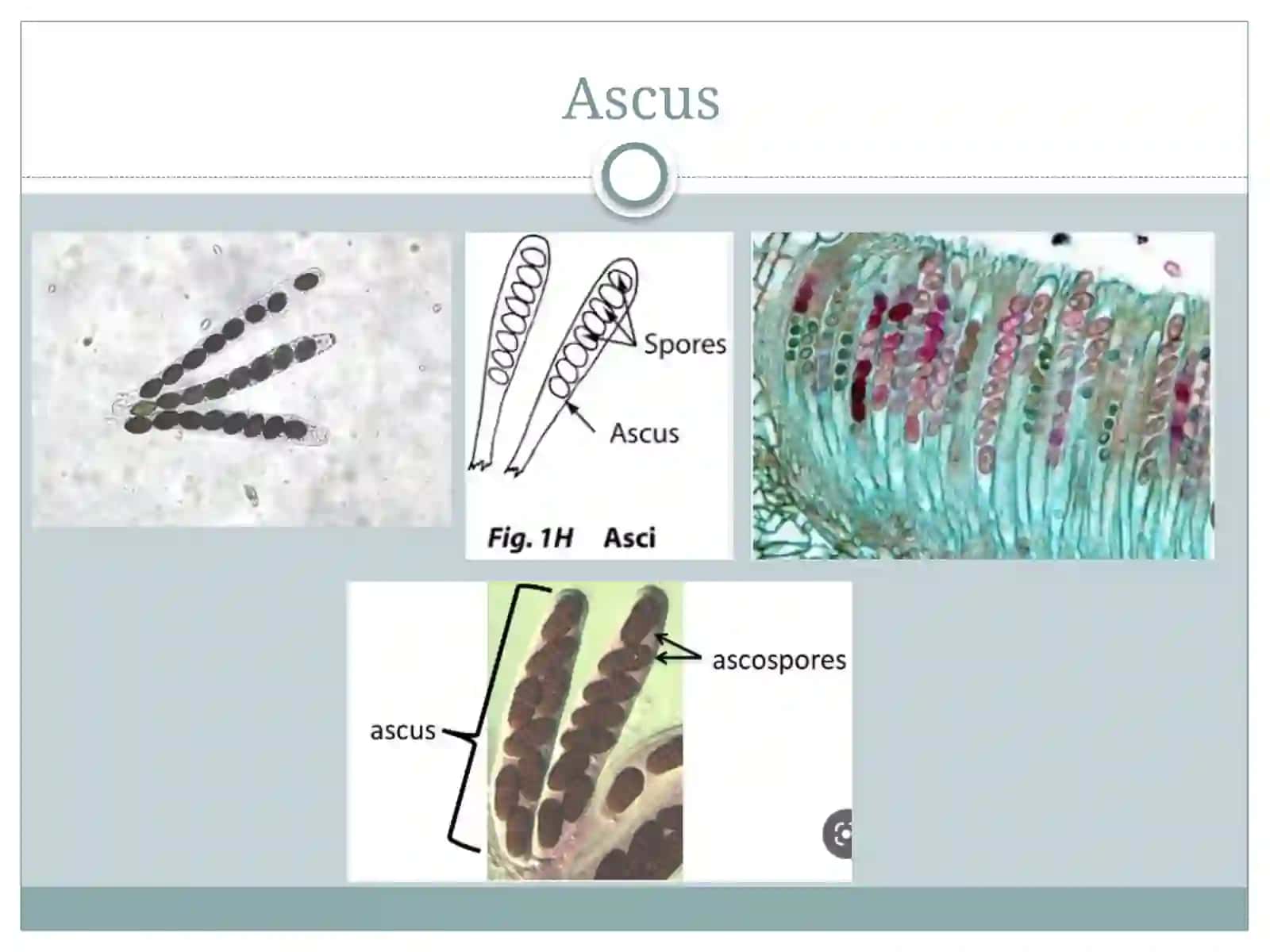 Ascomycetes 4