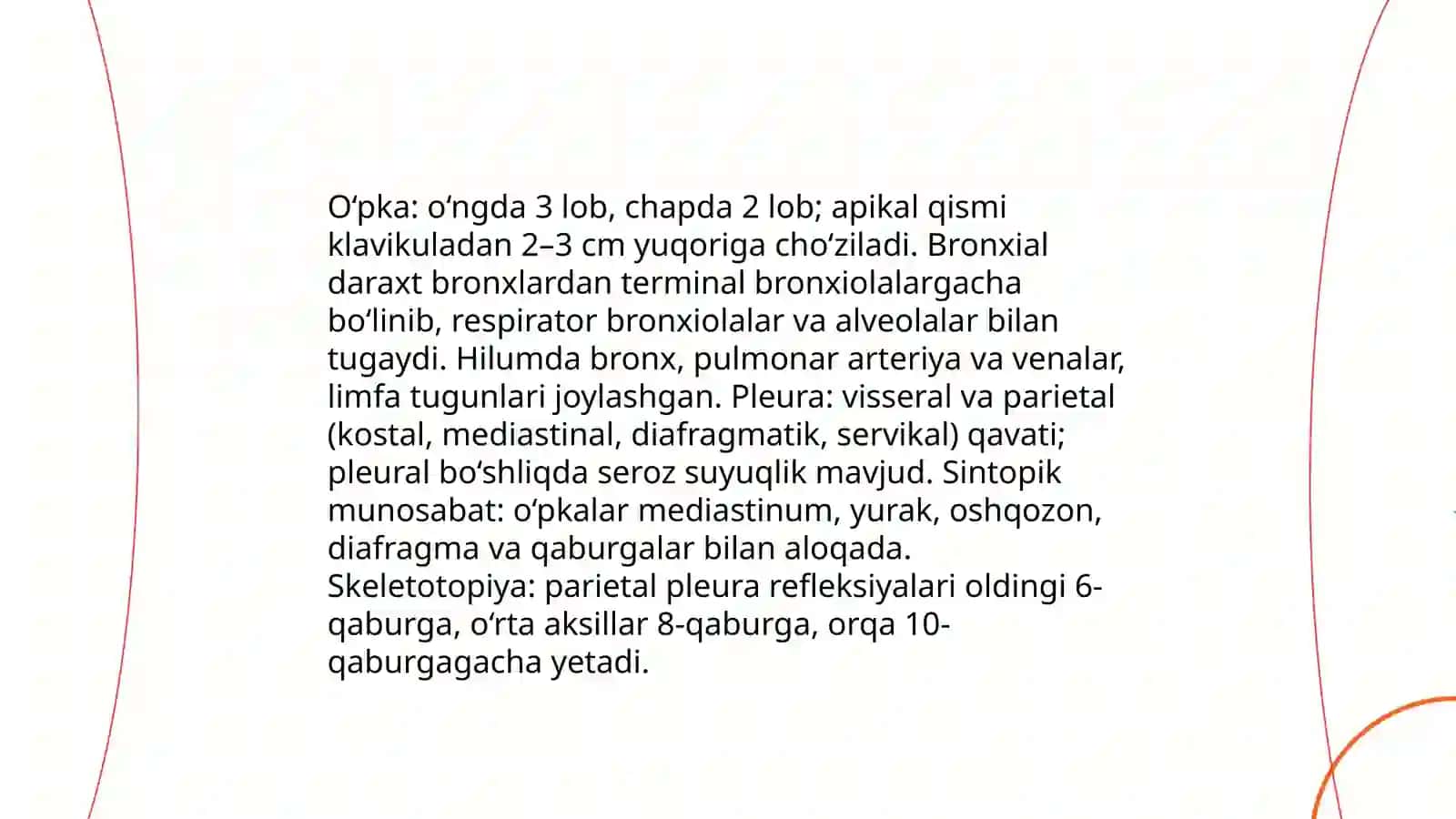 Odam ichki organlar tuzilishi va ularning sintopiyasi, skeletotopiyasi 4