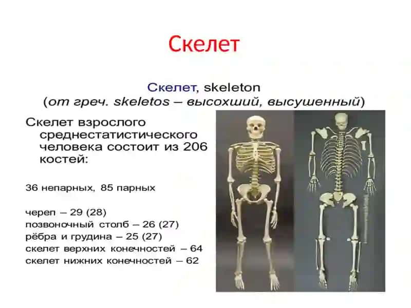 Кости 4