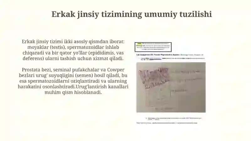 Erkaklar jinsiy tizimi gistalogiyasi 4