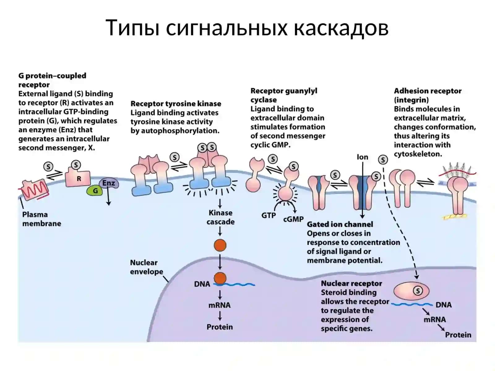 Типы гормонов и веществ, передающих сигналы между клетками 4