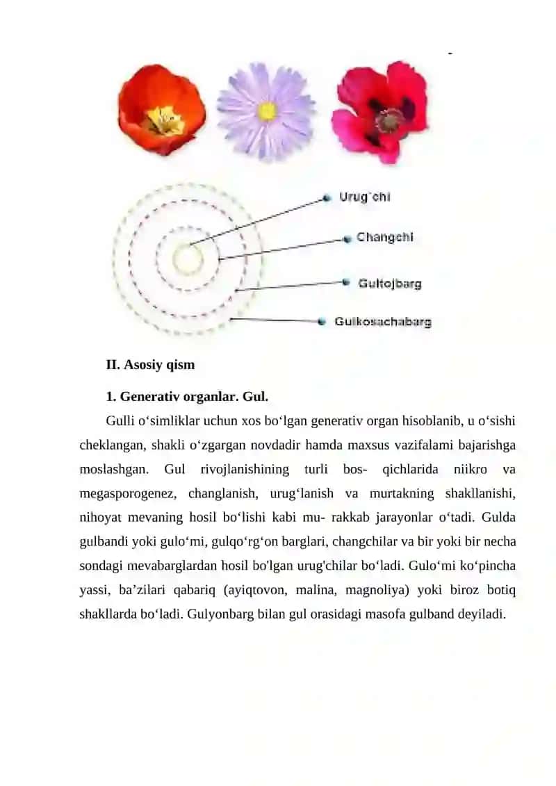 Gulning tuzilishi. Androtsey va ginetsey 4