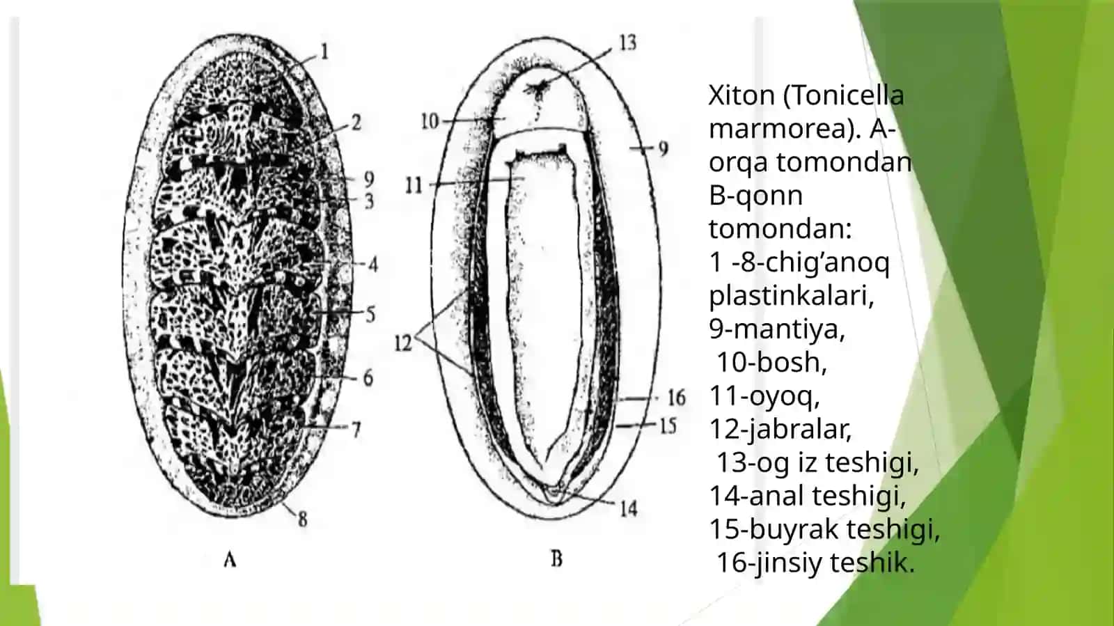 Qalqondorlar yaʼni xitonlar (Loricata, Polyplacophora) sinfi 4