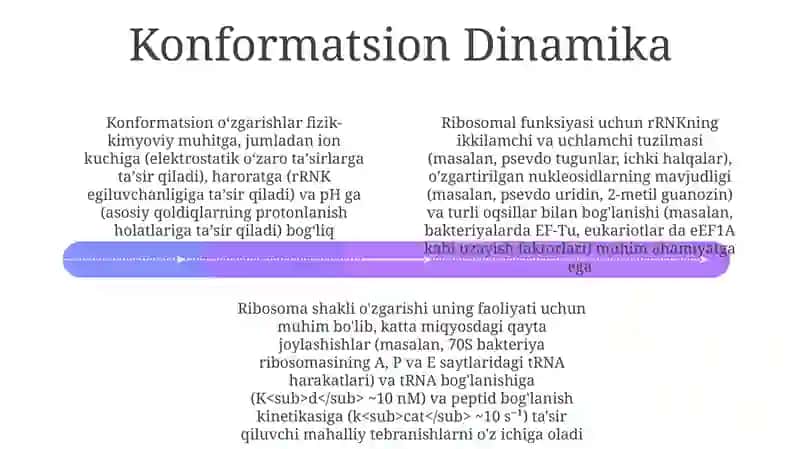 Ribasomaning mexano-kimyoviy xususiyatlari 4