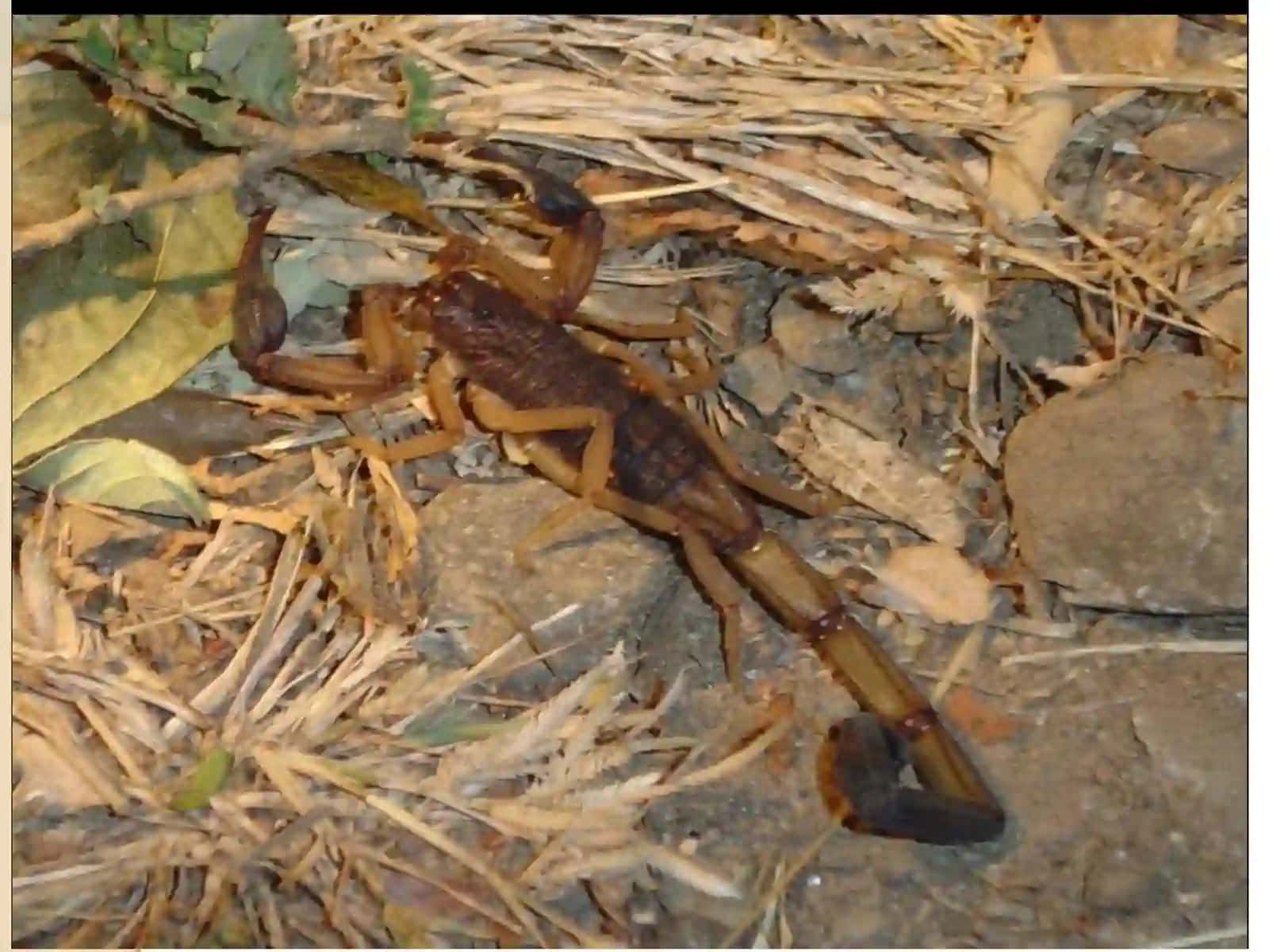 Chiporchayon (butlus eupeus), Falanga (Galeodes araneoides) va It kana (ixodes ricinus) tashqiva ichki tuzilishini o‘rganish 4