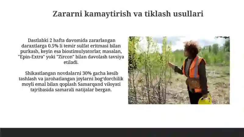 Mevali daraxtlarning kuyish kasalligi va unga qarshi kurash choralari 4