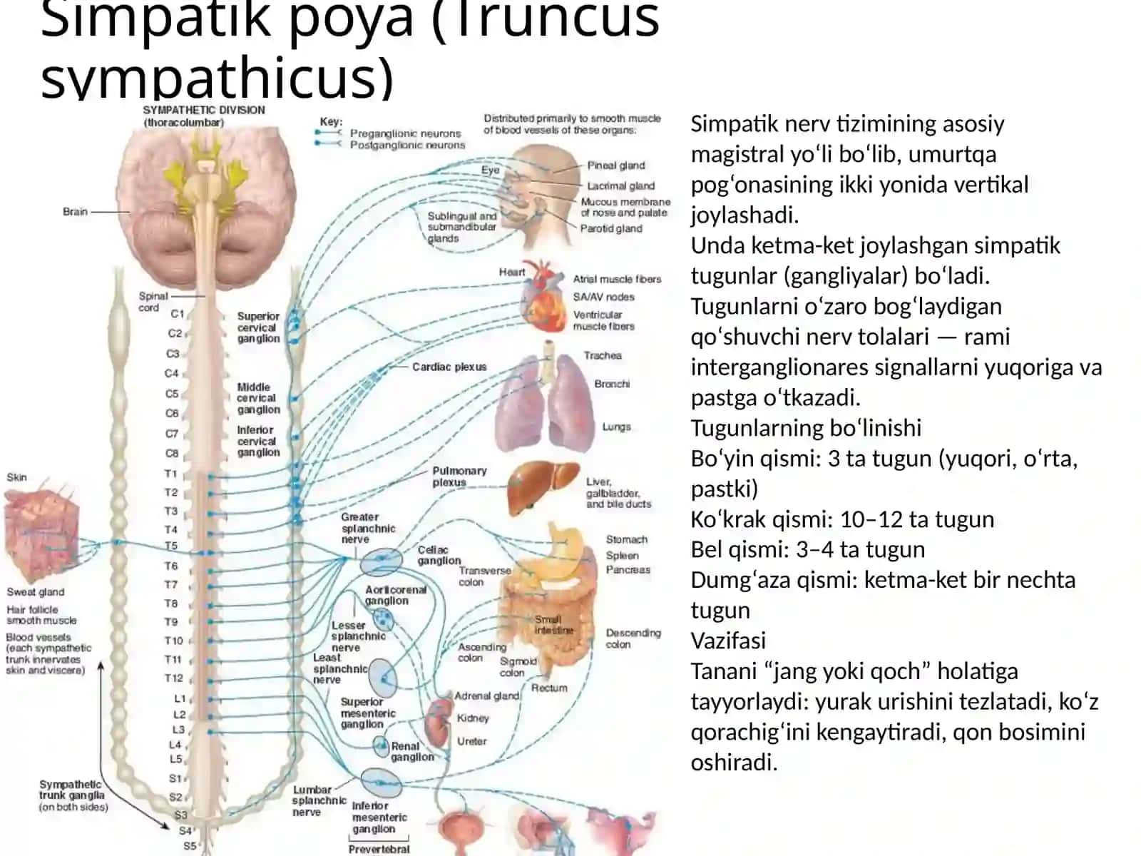 Vegetativ nerv tizimi 4