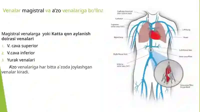 Venoz tizimining funktsional anatomiyasi 4
