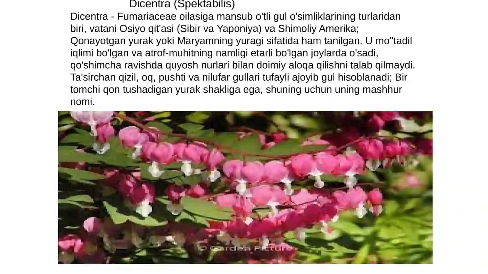 SHO’TARADOSHLAR (FUMARIACEAE) OILASI TURKUMI TURLARI NOMENKLATURASINI TAHLILI VA O’RGANISH QOIDALARI 4