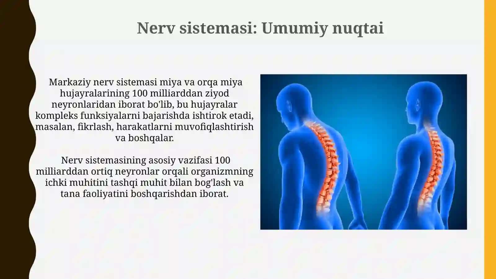 Asab tizimi.Markaziy va periferik nerv tizimi va orqa miya uning tuzilishi 4