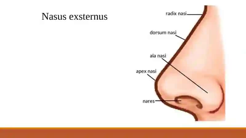 Nafosatning anatomiyafanidantayyorlagan prezentatsiya 4