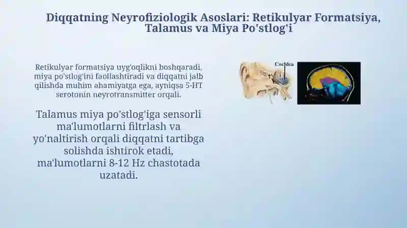 Diqqat haqida tushuncha va uning nerv fiziologik asosi 4