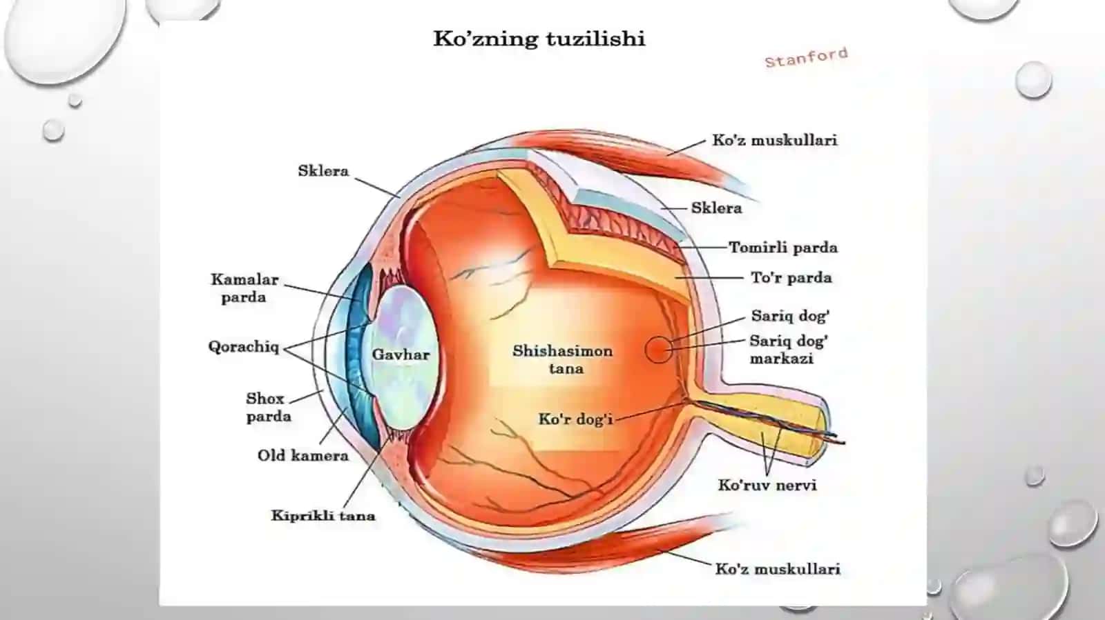 Presbiopiya 4