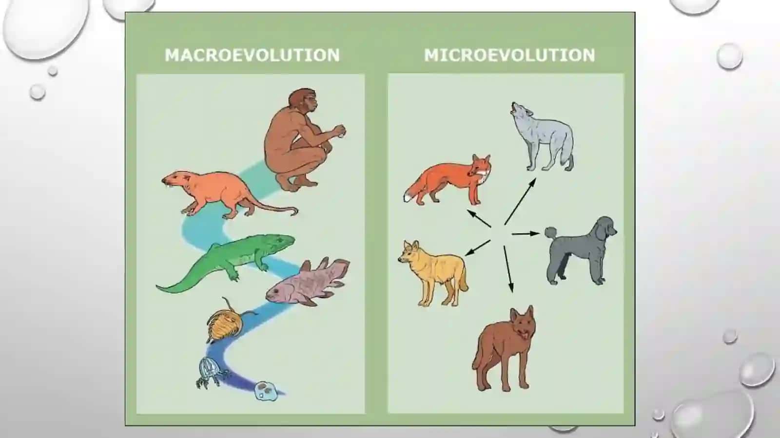 MAKRO VA MIKRO EVOLUTSIYA 4