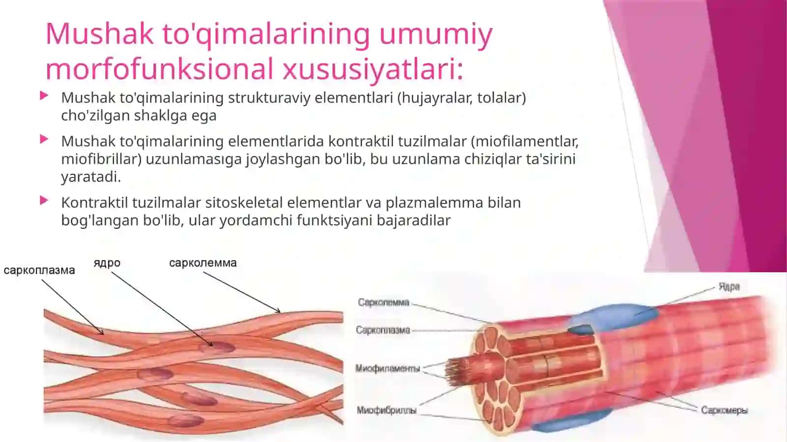 HARAKATNING MUSKULLI VA MUSKULSIZ FORMALARI 4