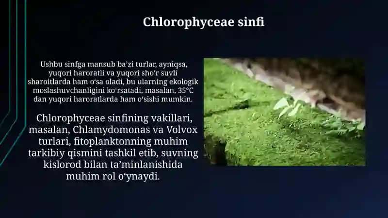 Bryopsidophyceae sinfi 4