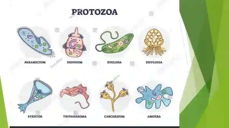 Endogenparazitarkasalliklar 4
