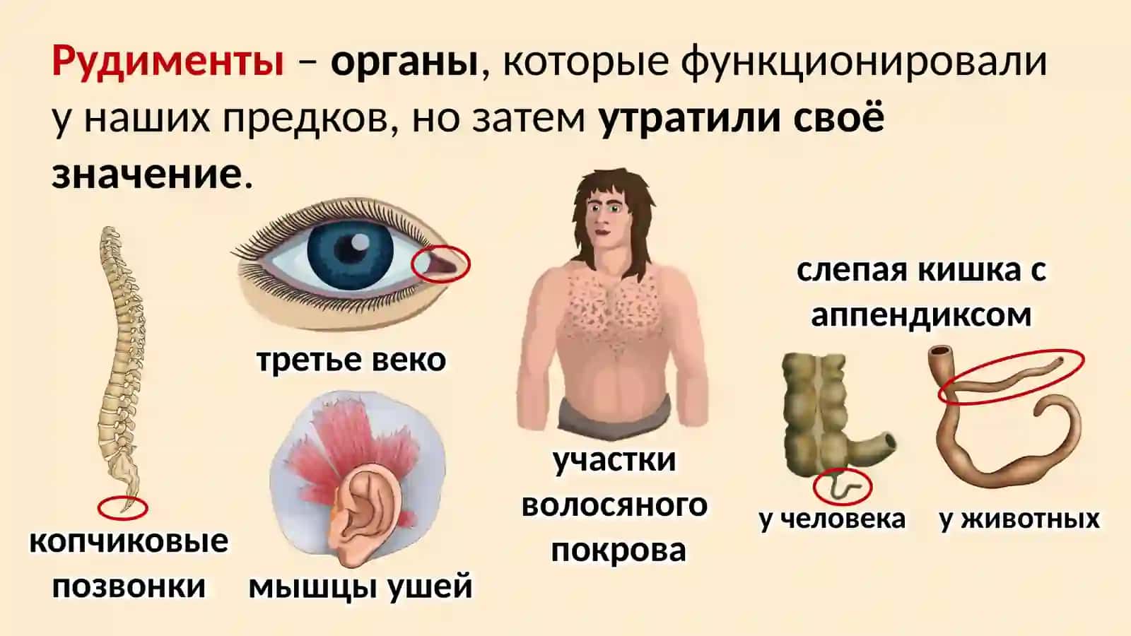 Место человека в системе органического мира 4
