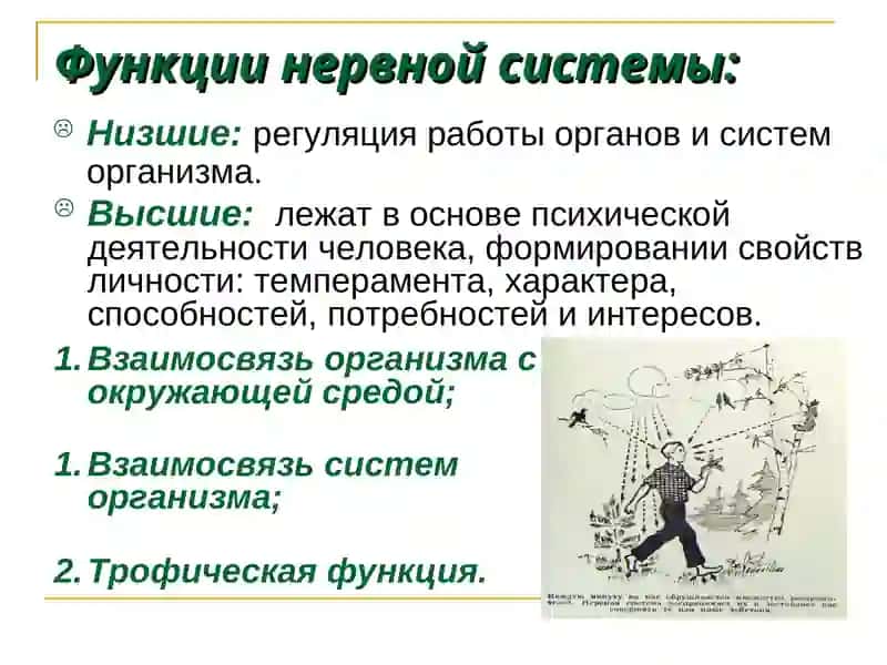 Физиология центральной нервной системы 4