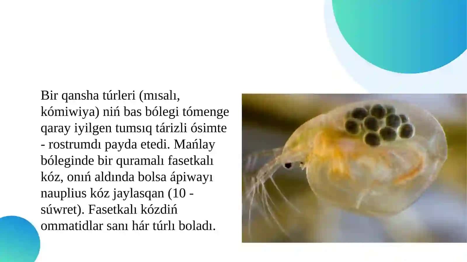 Shaqa murtlıshayan tarizlilersipatlaması(dafniya) 4