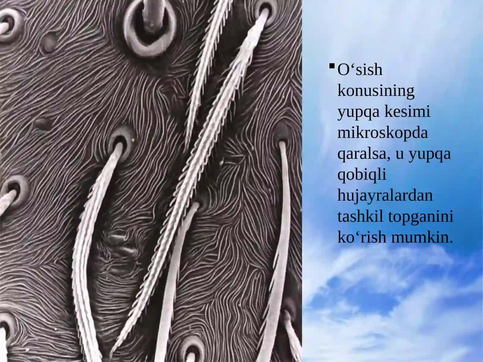 POYANINGBO’YIGA O’SISHI 4