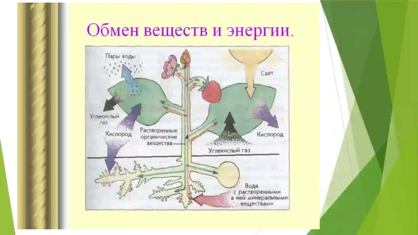 MODDALAR VA ENERGIYA ALMASHINUVINI O’RGANISH 4